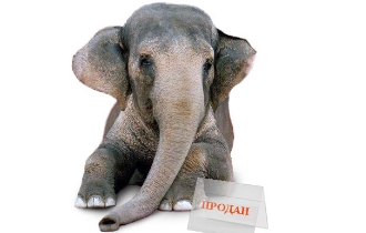 Слон продан