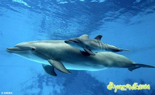 Дельфиньи роды