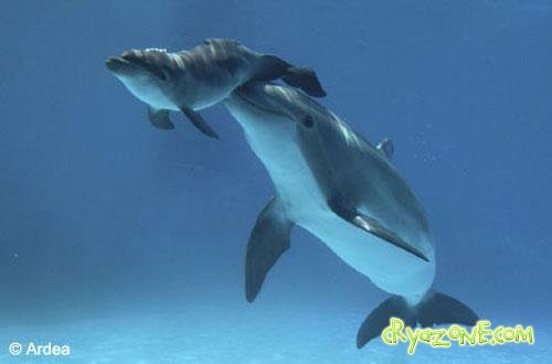 Дельфиньи роды