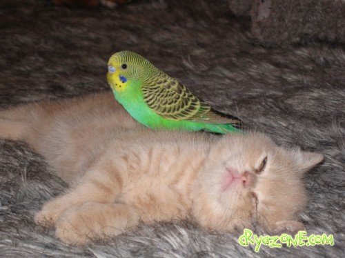 Дружба кота и попугайчика