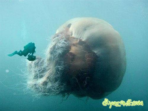 Медуза весом в 200 килограмм