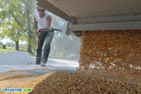Отсеевание кукурузы