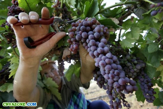 Срезает виноград