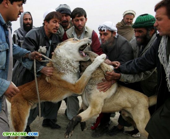 Собачьи бои в Афганистане