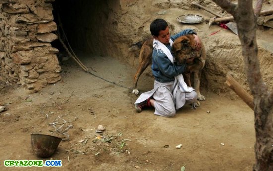 Афганистанский мальчик на собачьих боях
