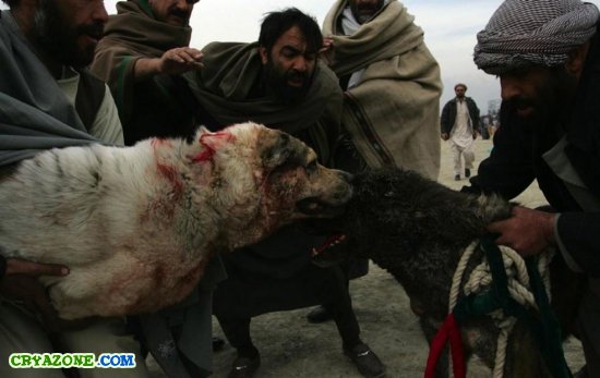 Собачьи бои в Афганистане