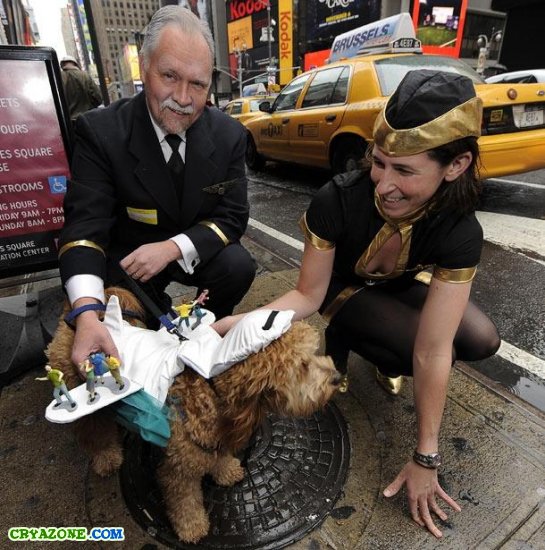 Нью-Йоркский собачий маскарад