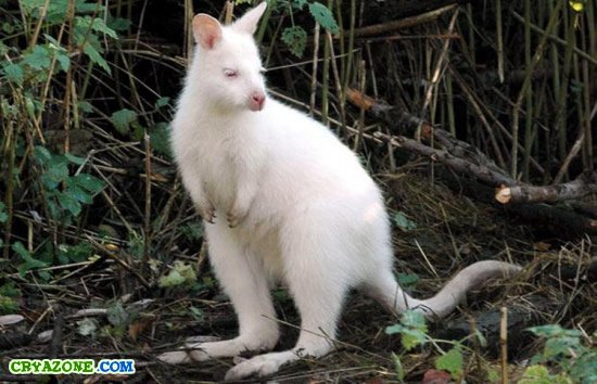 Фотографии животных альбиносов
