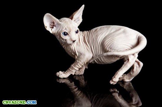 Сфинксы - интересные и лысые кошки