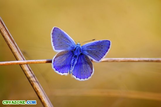 Синяя бабочка на палочке