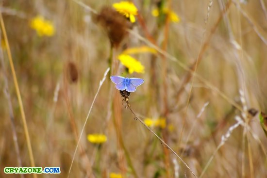 Бабочка на сухой траве
