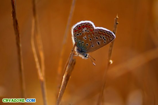 Бабочка на сухой веточке