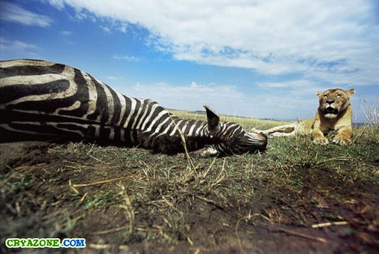 Охота львов на зебр в Кении