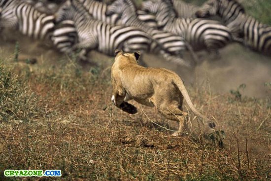 Охота львов на зебр в Кении