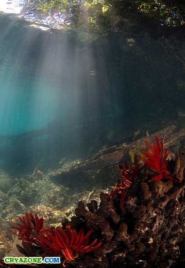 Фото подводного мира