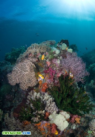 Фото подводного мира