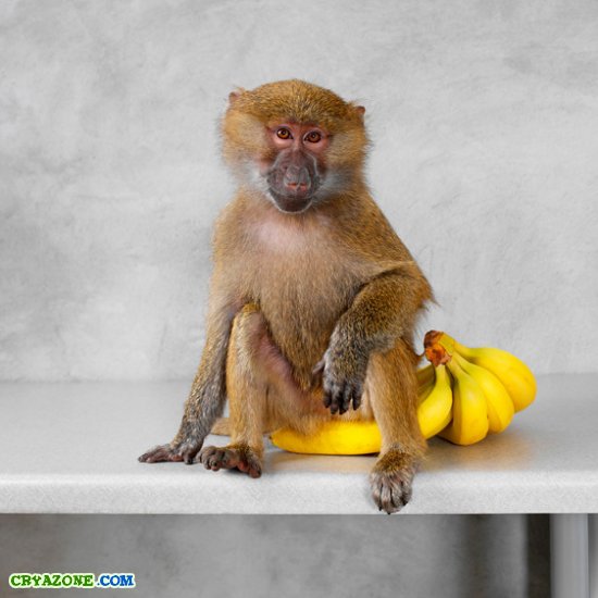 Примат и бананы