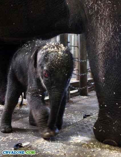 Чудо рождение слонёнка в Сиднейском зоопарке
