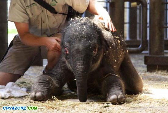 Чудо рождение слонёнка в Сиднейском зоопарке