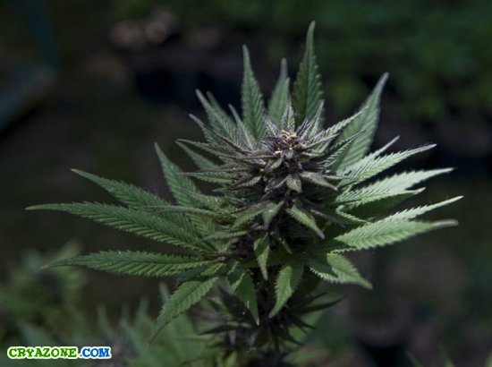Курсы выращивания марихуаны в домашних условиях