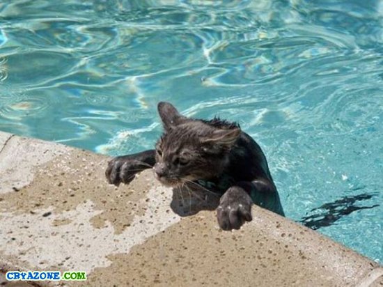 Кошки в бассейне