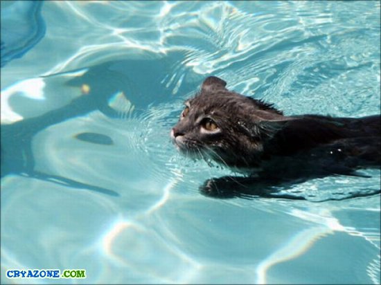 Кошки в бассейне