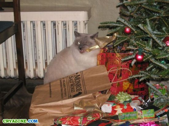 Кот ворует подарки
