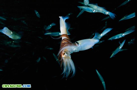 Лучшие подводные фото от Брайана Скерри