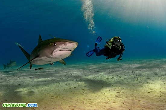 Лучшие подводные фото от Брайана Скерри