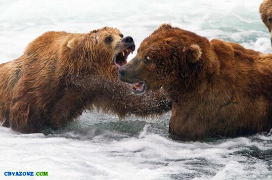 Фото медведей которые ловят лосося на Аляске