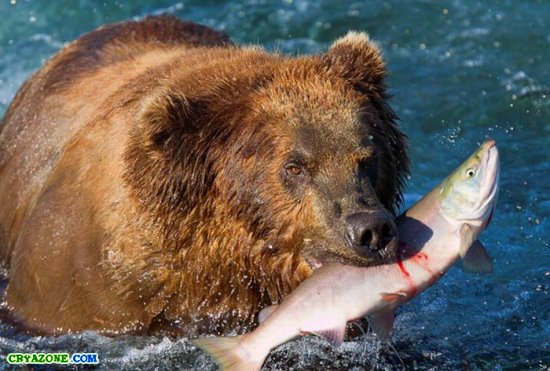 Фото медведей которые ловят лосося на Аляске
