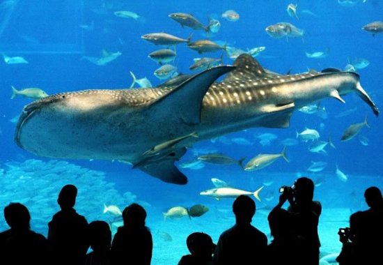 Японский океанариум Okinawa Churaumi Aquarium