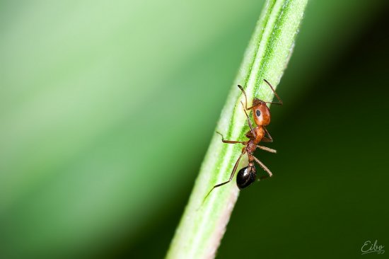 Красивые фотографии насекомых от Ibrahim M Al Sayed