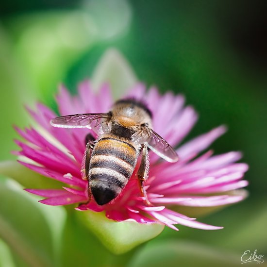Красивые фотографии насекомых от Ibrahim M Al Sayed