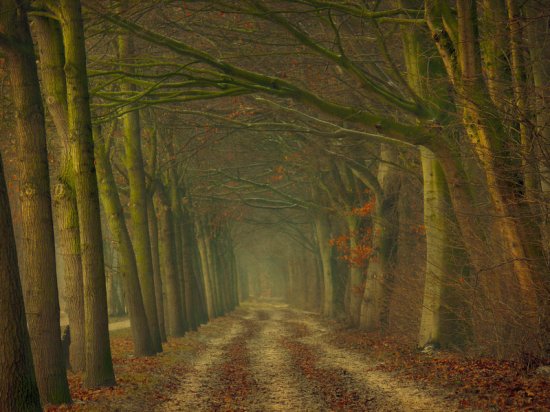 Фото деревьев от фотографа Lars van de Goor