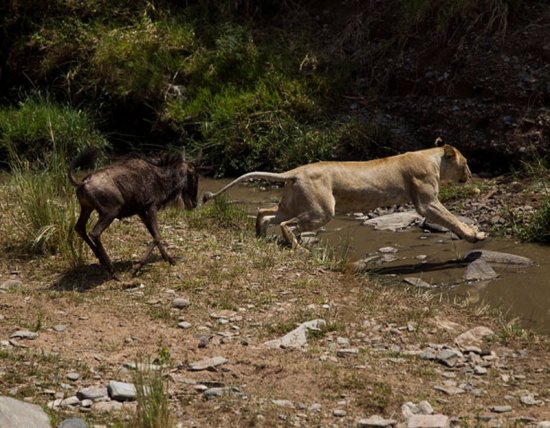 Неравное сражение маленькой антилопы гну и львицы