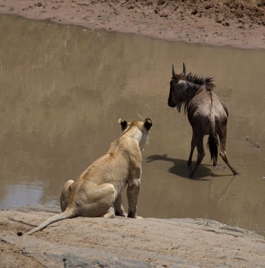 Неравное сражение маленькой антилопы гну и львицы