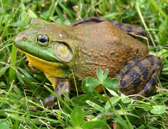 Лягушка-бык (Bullfrog)