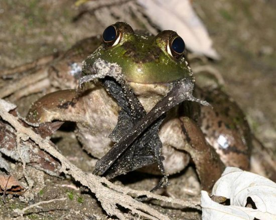 Лягушка-бык (Bullfrog)