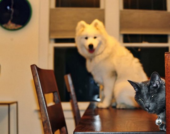 Коты и собаки в кадре