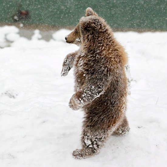 Первый снег для животных в этом году