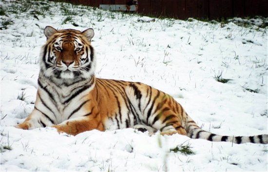 Первый снег для животных в этом году