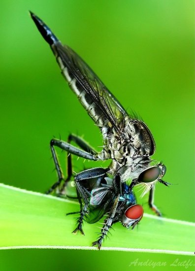 Зелёные макро фото насекомых от фотографа Andiyan Lutfi