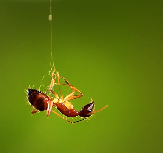 Зелёные макро фото насекомых от фотографа Andiyan Lutfi