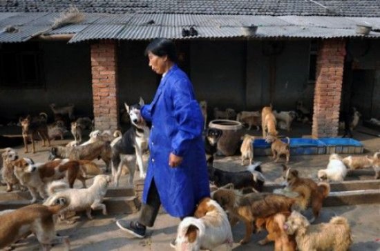 Женщина из Китая содержит 1500 собак и 200 кошек