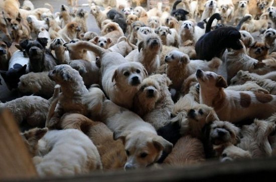 Женщина из Китая содержит 1500 собак и 200 кошек