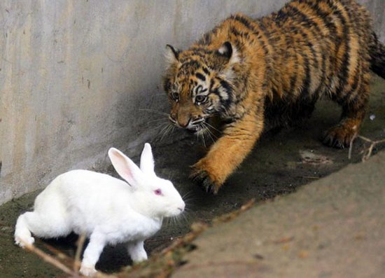 В китайском зоопарке безуспешно учили тигрёнка охотиться