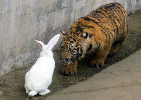 В китайском зоопарке безуспешно учили тигрёнка охотиться