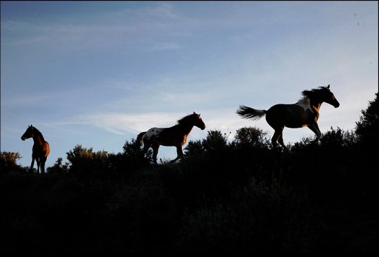 Фотографии лошадей от фотографа Мелиссы Фарлоу