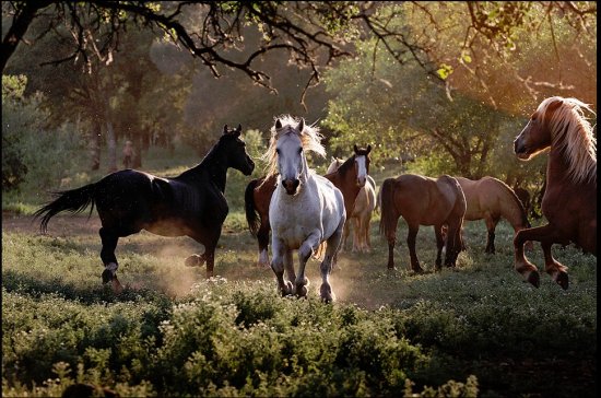 Фотографии лошадей от фотографа Мелиссы Фарлоу